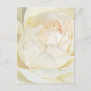 Raindrops on Champagne Blush  White Rose floral Po Postcard