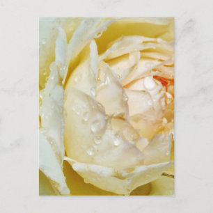 Raindrops on Champagne Blush  White Rose floral Postcard