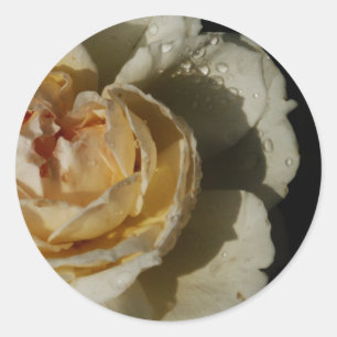 Raindrops on Champagne cream White Rose floral Classic Round Sticker