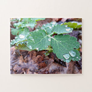 Raindrops on columbine flower , Aquilegia Jigsaw Puzzle