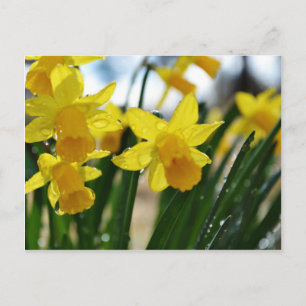 Raindrops on Daffodils Postcard