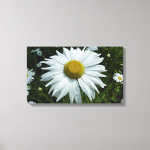 Raindrops on Daisy II Wildflower Floral Canvas Print