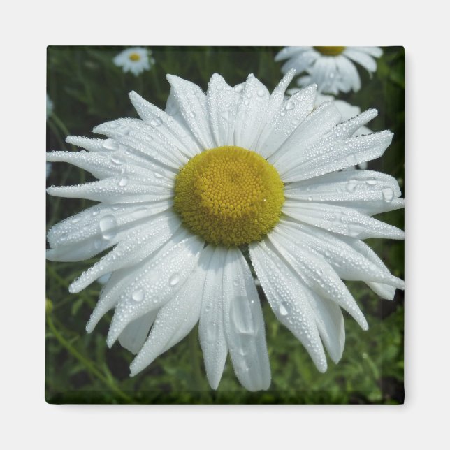 Raindrops on Daisy II Wildflower Floral Magnet (Front)