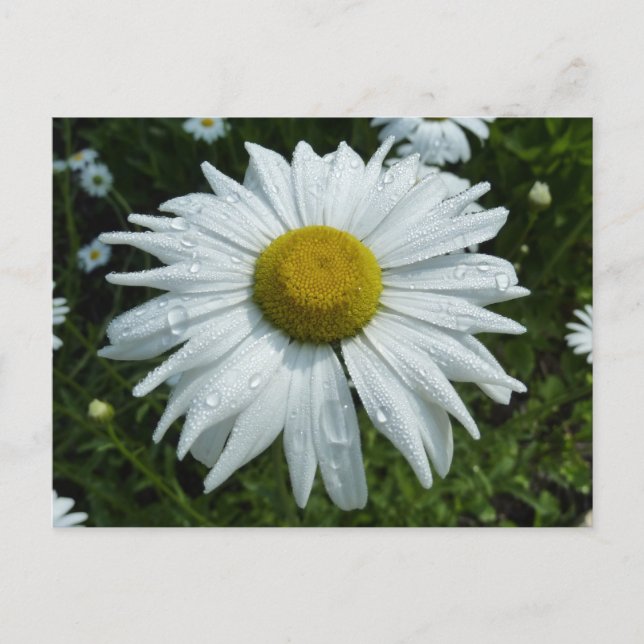 Raindrops on Daisy II Wildflower Floral Postcard (Front)
