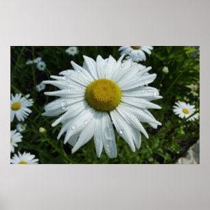 Raindrops on Daisy II Wildflower Floral Poster