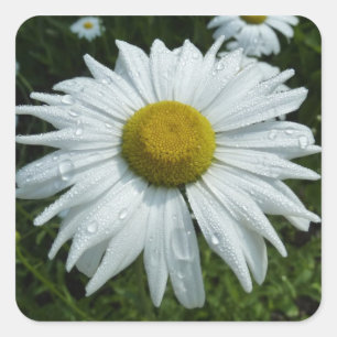 Raindrops on Daisy II Wildflower Floral Square Sticker