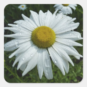 Raindrops on Daisy II Wildflower Floral Square Sticker