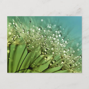 Raindrops on dandelions postcard