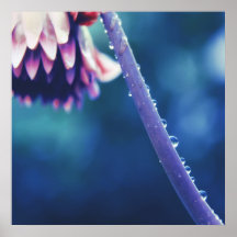 Raindrops on Flower Stem  Macro Abstract