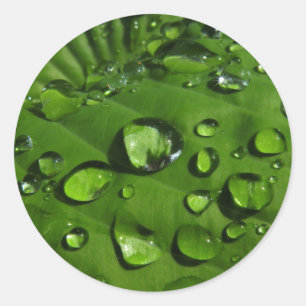 Raindrops on Green Leaf Stickers