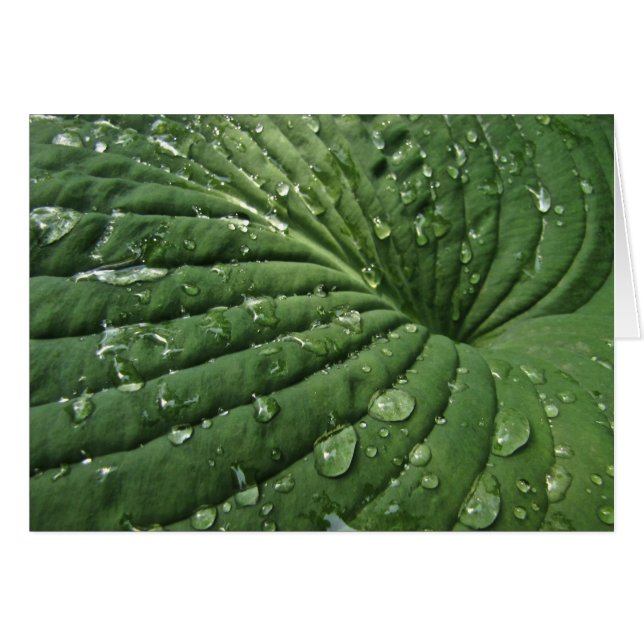 Raindrops on Hosta Leaf Blank Card (Front Horizontal)