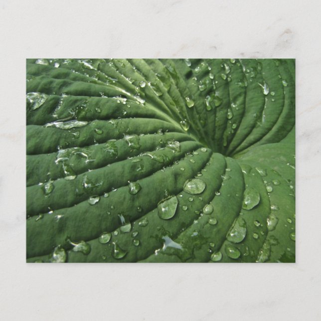 Raindrops on Hosta Leaf Postcard (Front)