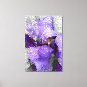 raindrops on iris canvas print