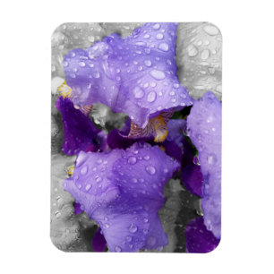 raindrops on iris magnet