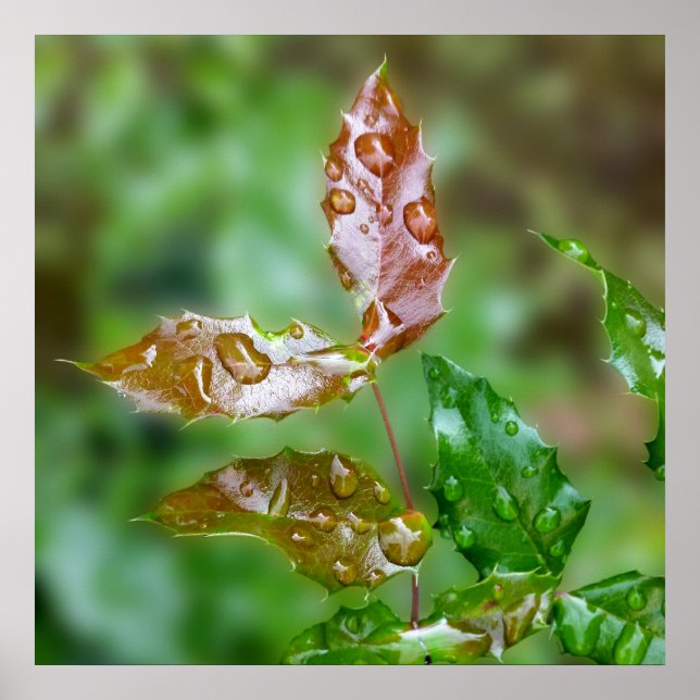 raindrops on leaves poster (Front)