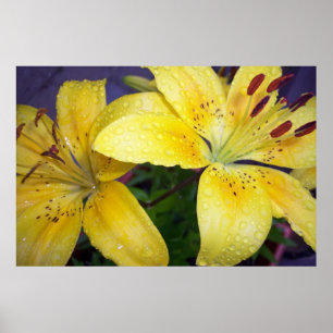 Raindrops on Lilies Lilly Flowers Yellow Poster
