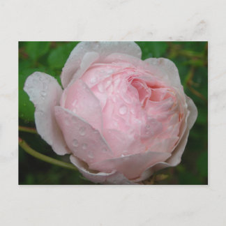 Raindrops on My Rose Postcard