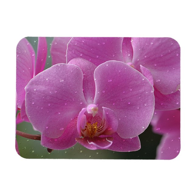Raindrops On Orchids Magnet (Horizontal)