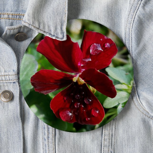 Raindrops on pansy 6 cm round badge (In Situ)