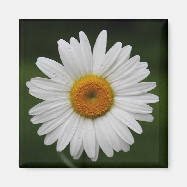 Raindrops on Petals Magnet (Front)