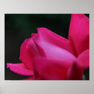 Raindrops On Red Rosebud  Poster