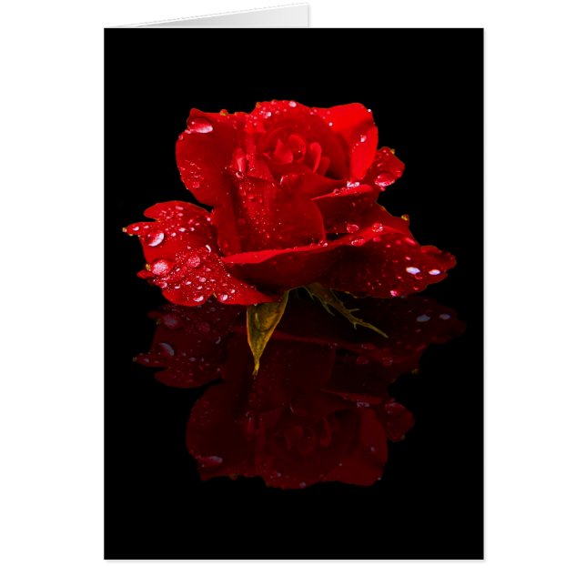 RAINDROPS ON ROSE (Front)