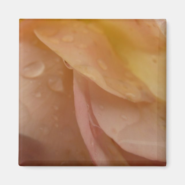 Raindrops on Rose Petals Pink Peach Floral Magnet (Front)