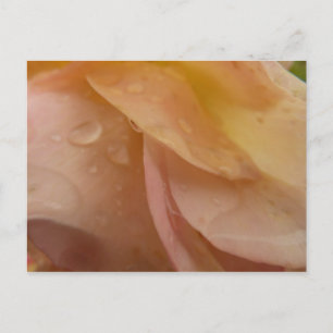 Raindrops on Rose Petals Pink Peach Floral Postcard