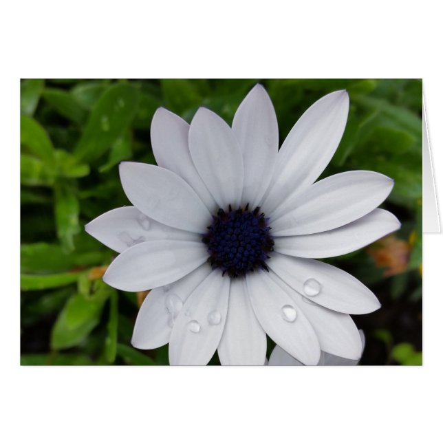 raindrops on white (Front Horizontal)