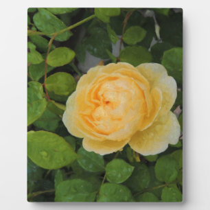 Raindrops on Yellow Rose Plaque