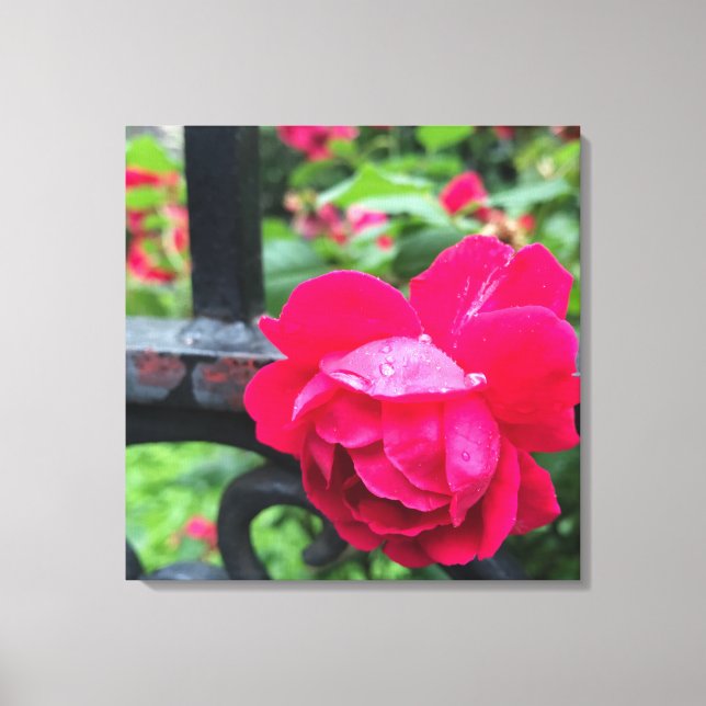 Raindrops Pink Rose Flower Roses Rainy Day NYC Canvas Print (Front)