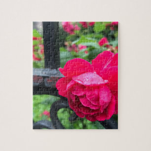 Raindrops Pink Rose Flower Roses Rainy Day NYC Jigsaw Puzzle