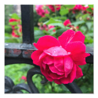 Raindrops Pink Rose Flower Roses Rainy Day NYC