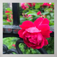 Raindrops Pink Rose Flower Roses Rainy Day NYC
