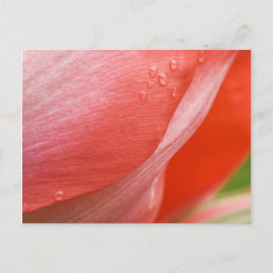 Raindrops, Pink Spring Tulip Abstract Macro Photo Postcard