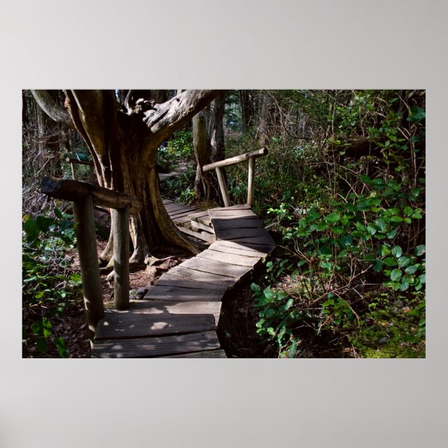 Rainforest Boardwalk with Steps Print (Front)