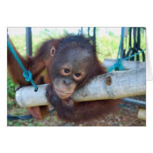 RainForest Daydreams at Wildlife Baby Sanctuary