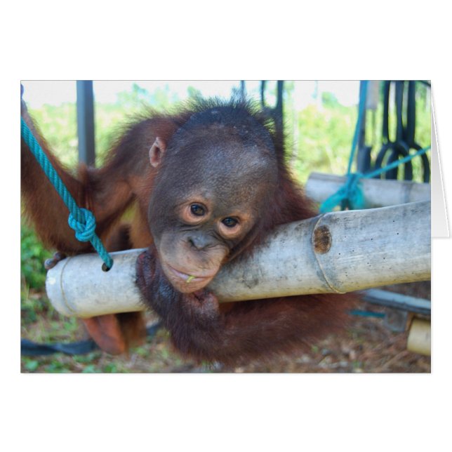 RainForest Daydreams at Wildlife Baby Sanctuary (Front Horizontal)
