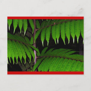 Rainforest Ferns Holiday Postcard