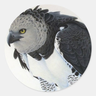 "Rainforest-Harpy Eagle" Classic Round Sticker