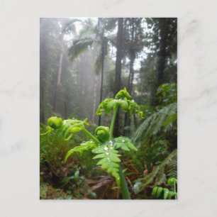 Rainforest Leaves with Dew Droplets Postcard