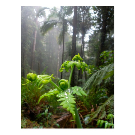 Rainforest Leaves with Dew Droplets Postcard