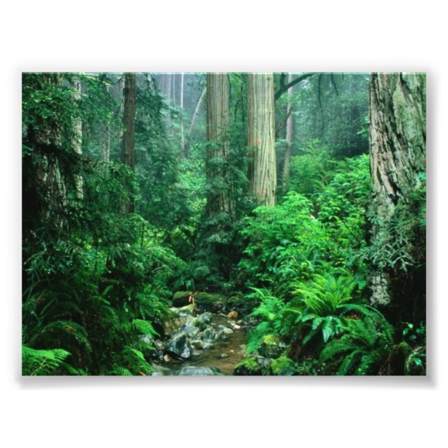 Rainforest Photo Print (Front)