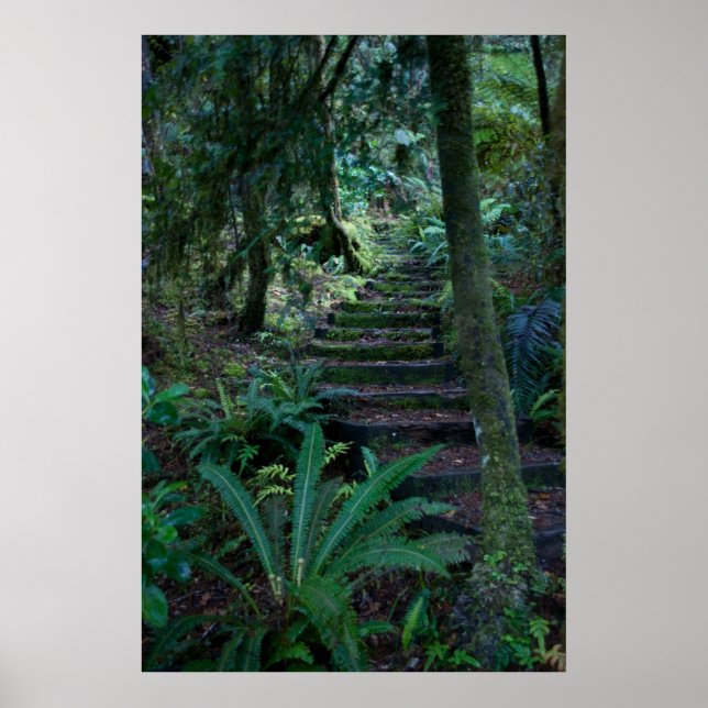 Rainforest Poster (Front)