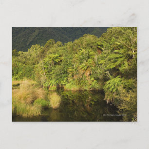 Rainforest, South Island, New Zealand Postcard