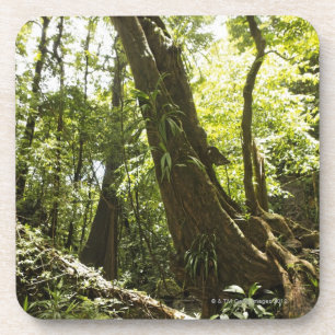 rainforest view, Dominica Coaster