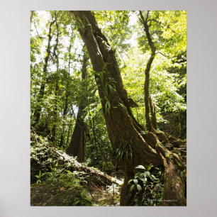 rainforest view, Dominica Poster