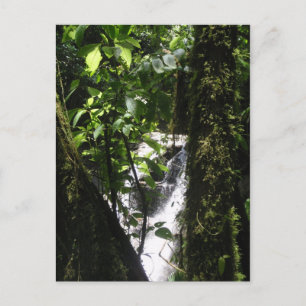 Rainforest & Waterfall Postcard