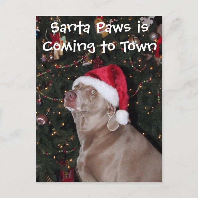 Rain's Christmas Card - Dog / Weimaraner (Front)
