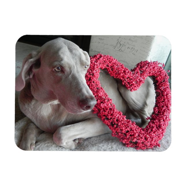 Rain's Love  - dog - Weimaraner Magnet (Horizontal)